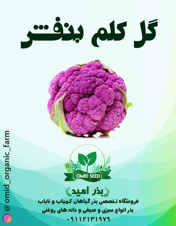 بذر گل کلم بنفش هیبرید سینجنتا - تصویر 1
