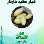 بذر خیار سفید تیغدار