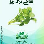 بذر تره تیزک ( شاهی باریک برک )