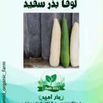 بذر لوفا بذر سفید