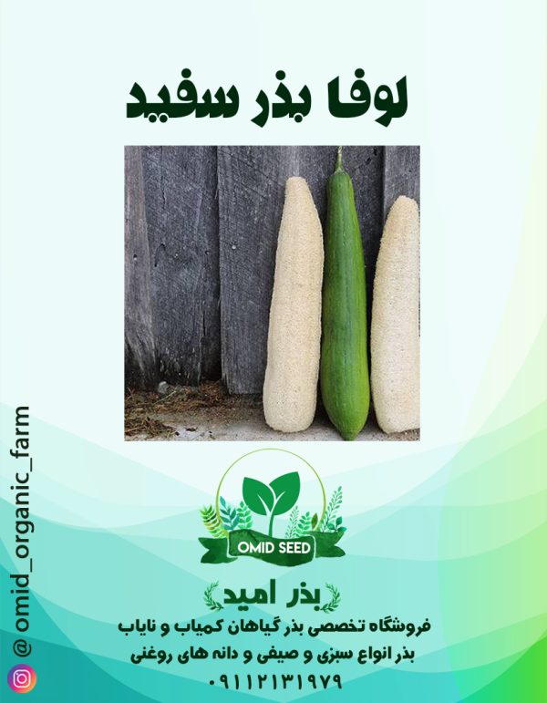 بذر لوفا بذر سفید - تصویر 1