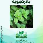 بذر بادرنجبویه ( دانه ریز )
