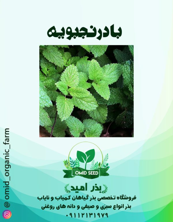 بذر بادرنجبویه ( دانه ریز ) - تصویر 1