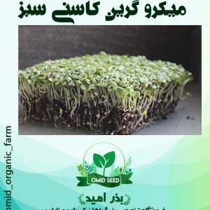 بذر میکروگرین کاسنی فرنگی