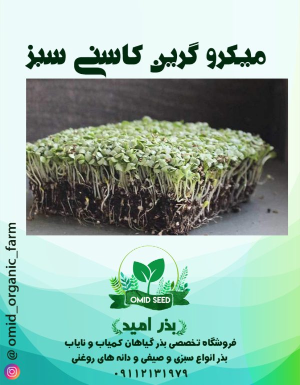 بذر میکروگرین کاسنی فرنگی - تصویر 1