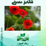 بذر گل شقایق معمولی