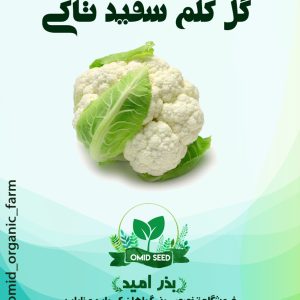 بذر گل کلم سفید تاکی
