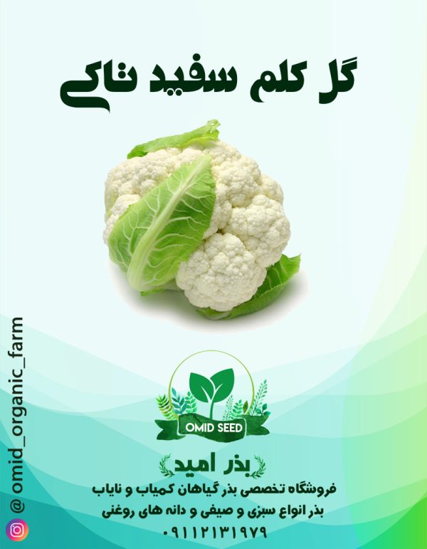 بذر گل کلم سفید تاکی - تصویر 1