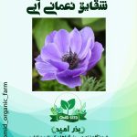 بذر گل نعمانی آبی