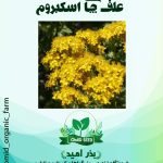 بذر علف چای اسکبروم