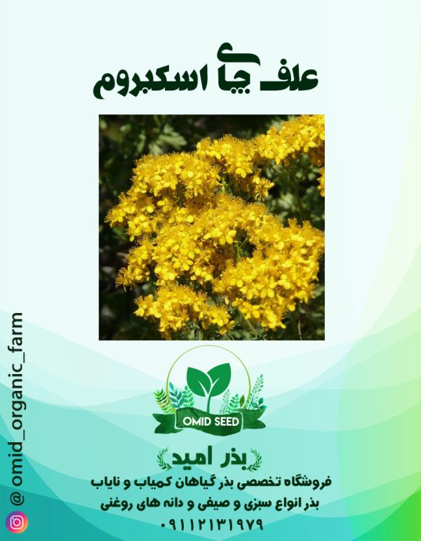 بذر علف چای اسکبروم - تصویر 1