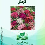 بذر گل  قرنفل