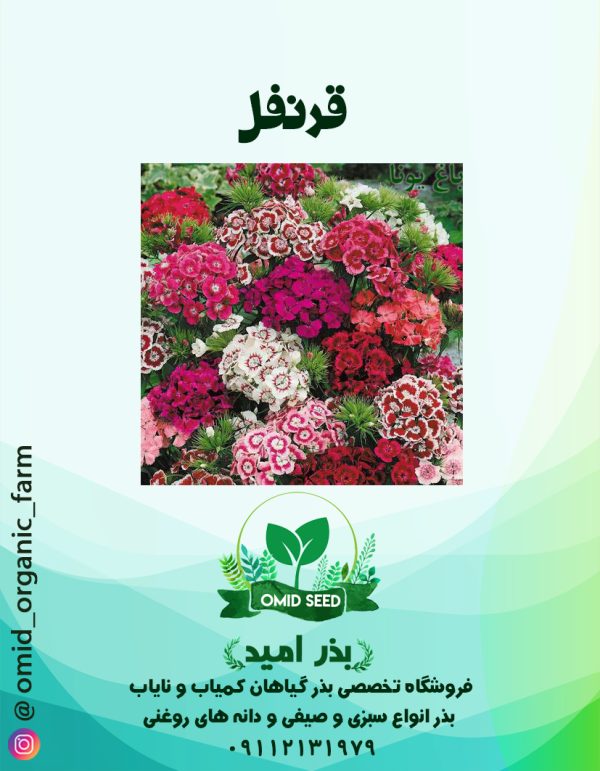 بذر گل  قرنفل - تصویر 1