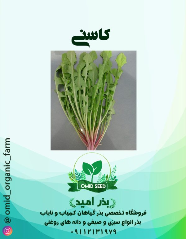 بذر کاسنی - تصویر 1