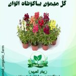 بذر گل میمون پا کوتاه الوان