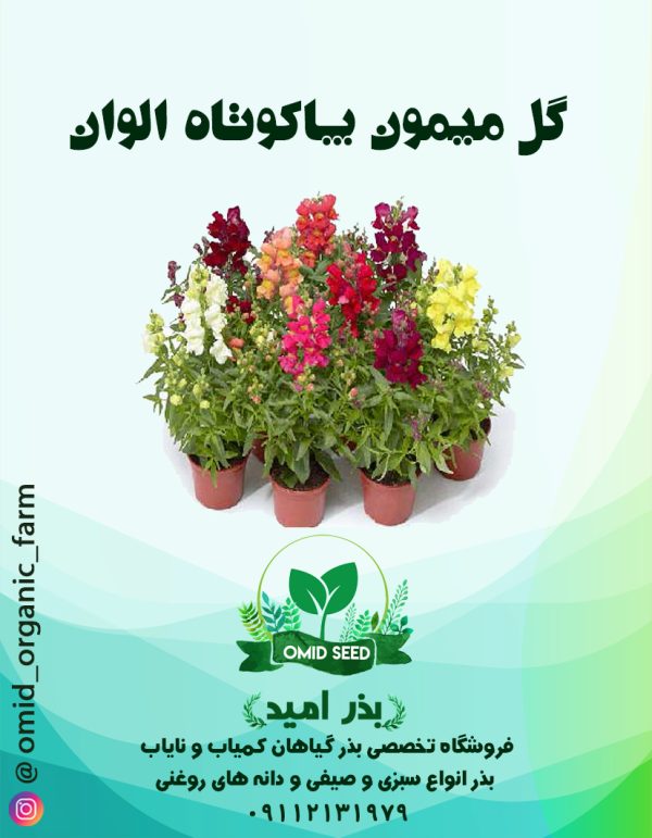 بذر گل میمون پا کوتاه الوان - تصویر 1