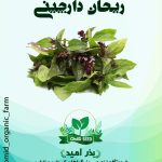 بذر ریحان دارچینی