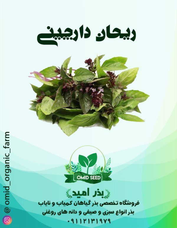 بذر ریحان دارچینی - تصویر 1