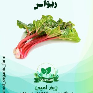 بذر ریواس