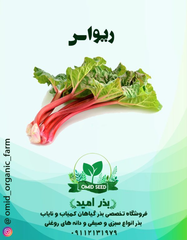 بذر ریواس - تصویر 1