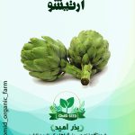 بذر آرتیشو ( کنگر فرنگی )