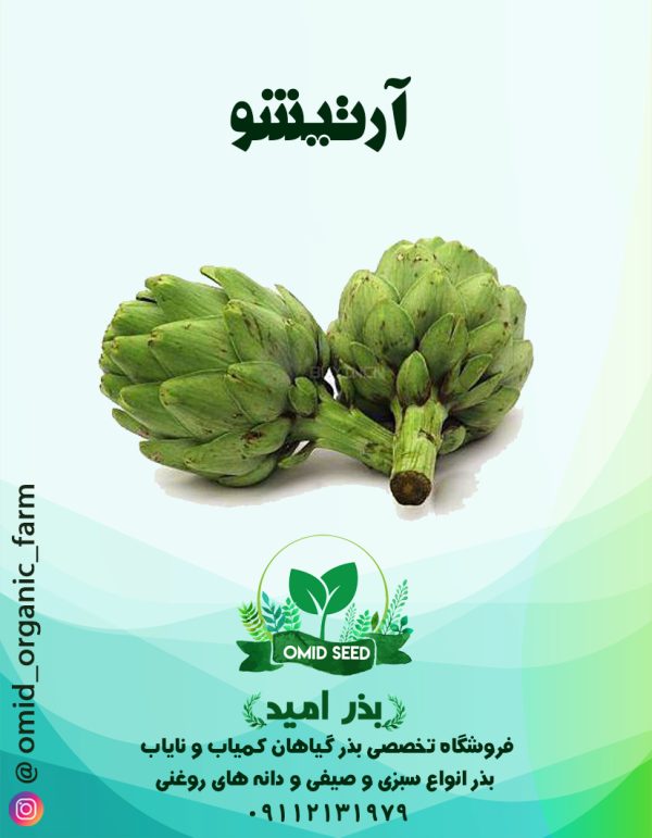 بذر آرتیشو ( کنگر فرنگی ) - تصویر 1