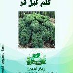 بذر کلم کیل هیبرید BJ