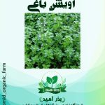 بذر آویشن باغی