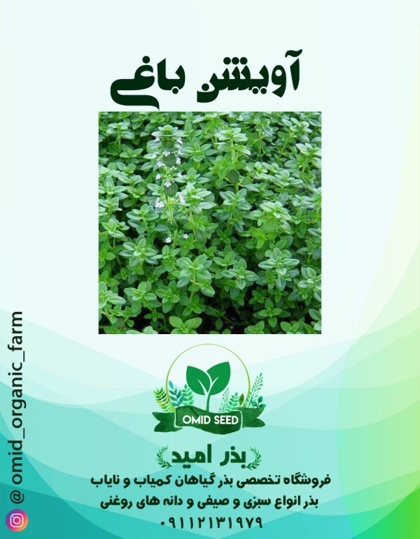 بذر آویشن باغی - تصویر 1
