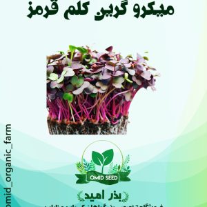 بذر میکرو گرین کلم بنفش