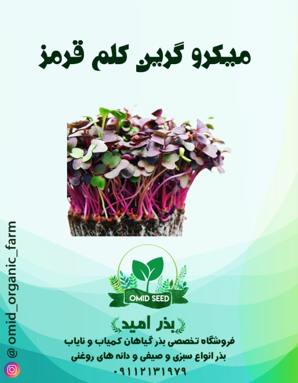 بذر میکرو گرین کلم بنفش - تصویر 1