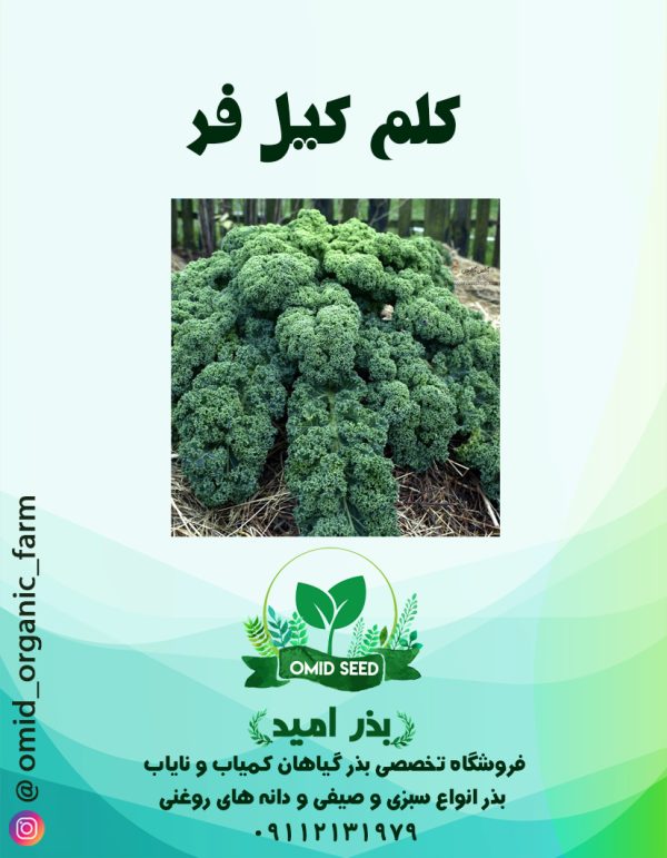 بذر کلم کیل هیبرید BJ - تصویر 1