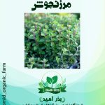 بذر مرزنجوش