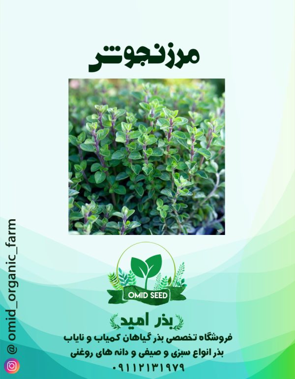 بذر مرزنجوش - تصویر 1