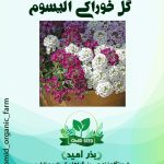 بذر گل آلیسوم خوراکی