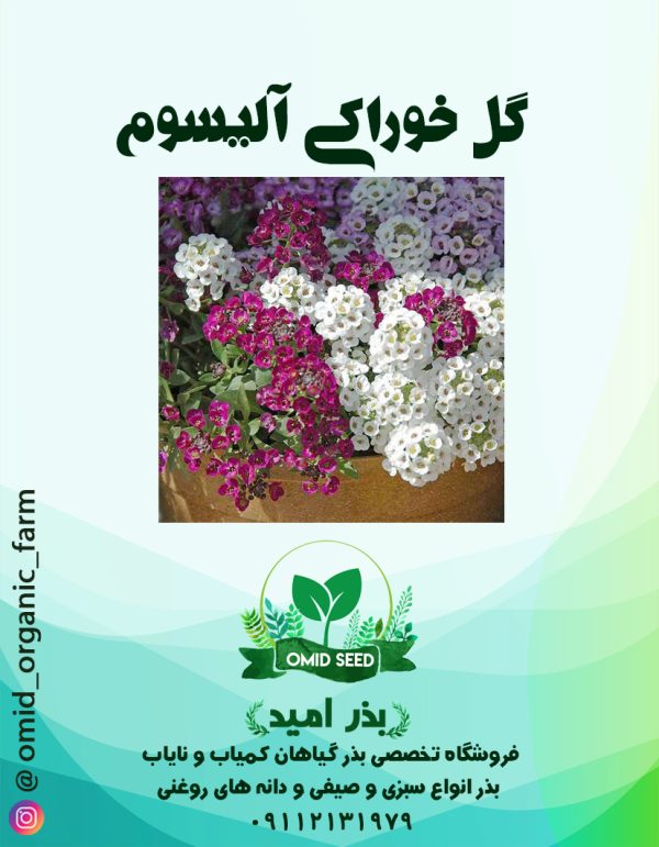 بذر گل آلیسوم خوراکی - تصویر 1