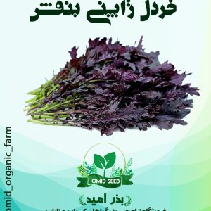 بذر خردل ژاپنی بنفش