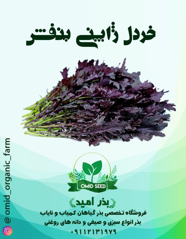 بذر خردل ژاپنی بنفش - تصویر 1