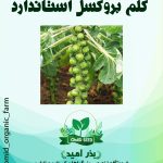 بذر کلم بروکسل URJ