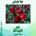 بذر چای ترش
