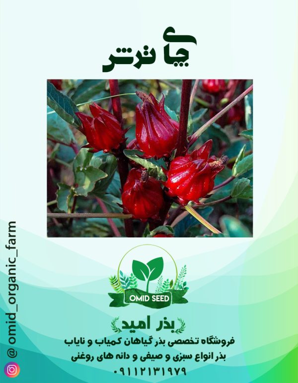 بذر چای ترش - تصویر 1