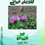 بذر گاوزبان ایرانی