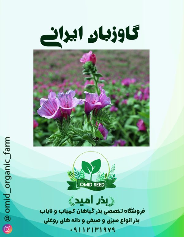 بذر گاوزبان ایرانی - تصویر 1