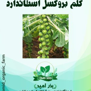 بذر کلم بروکسل URJ