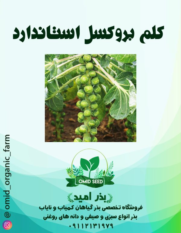 بذر کلم بروکسل URJ - تصویر 1