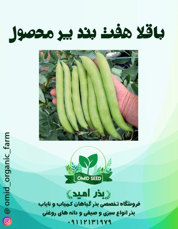 بذر باقلا برکت 7 بند ثمین - تصویر 1