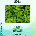بذر پونه
