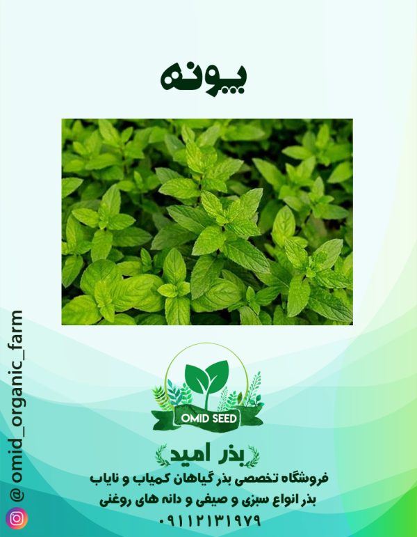 بذر پونه - تصویر 1