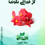 بذر گل بگونیا خوراکی