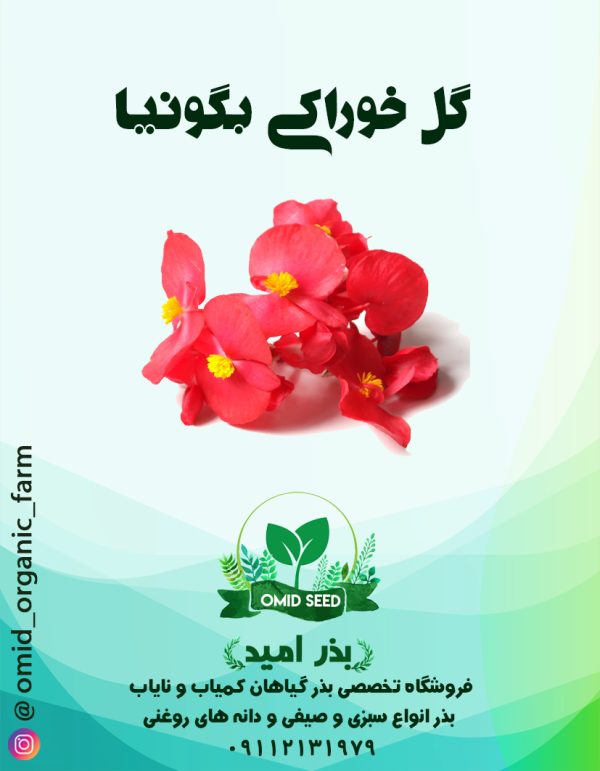 بذر گل بگونیا خوراکی - تصویر 1